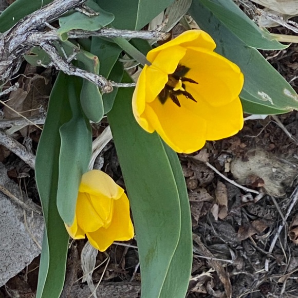 ๐ฆ๐Meet your PoshFriend๐๐ฆ - Picture 5 of 6